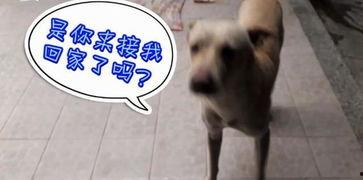 吃瓜场面视频,吃瓜群众狂欢,一场视觉盛宴