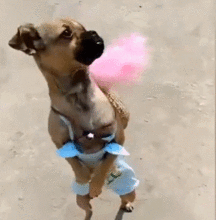 吃瓜群众看热闹狗狗的视频,萌态十足引网友热议