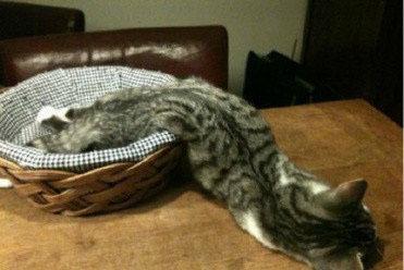 液体猫视频带你吃瓜